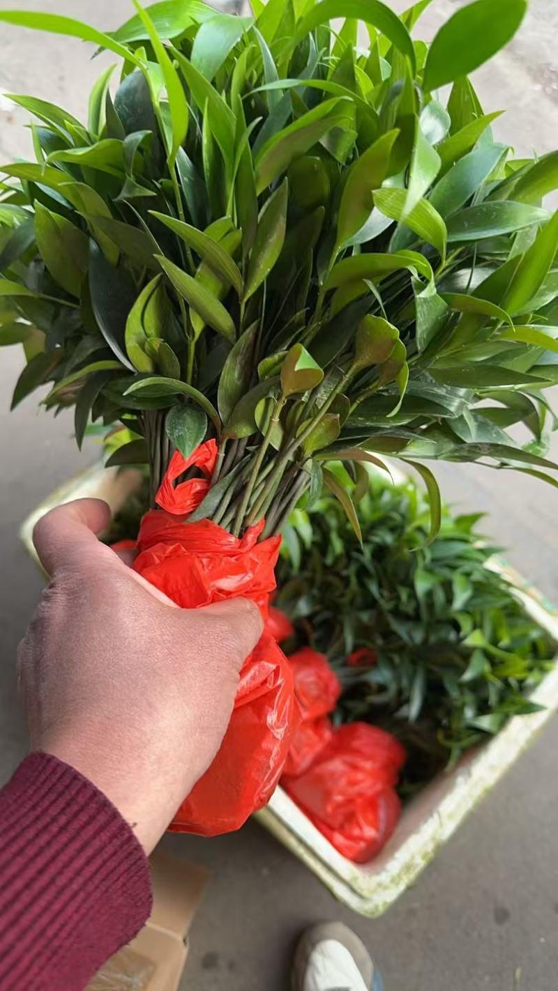 驱蚊竹柏苗产地大量现货供应，规格齐全，根系发达品质保障