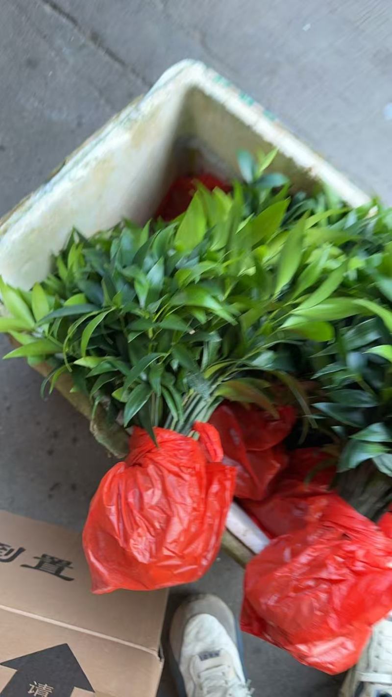 驱蚊竹柏苗产地大量现货供应，规格齐全，根系发达品质保障