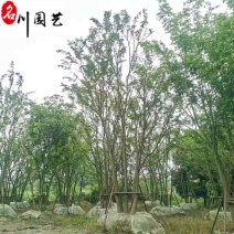 丛生朴树工程绿化苗木15-25公分朴树价格表量大价优