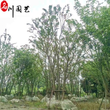 丛生朴树工程绿化苗木15-25公分朴树价格表量大价优