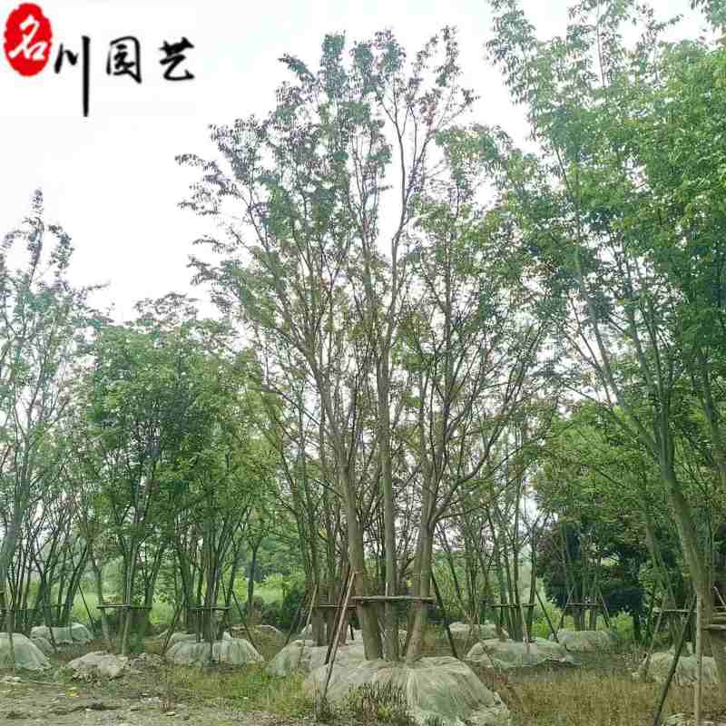 丛生朴树工程绿化苗木15-25公分朴树价格表量大价优