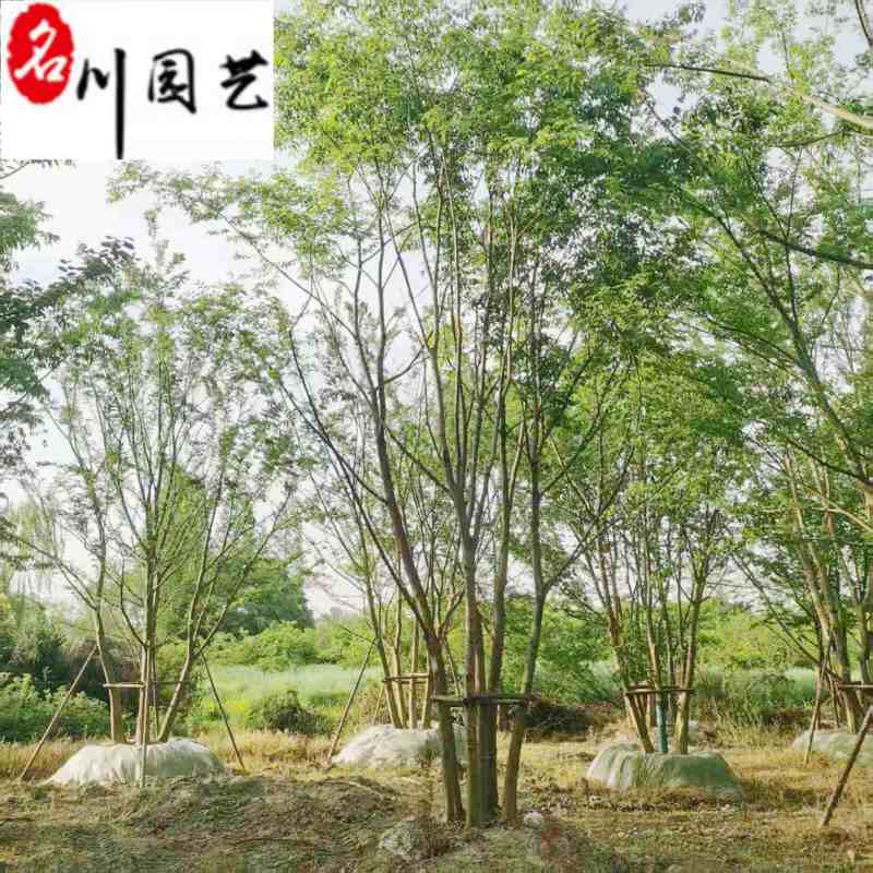 丛生朴树工程绿化苗木15-25公分朴树价格表量大价优