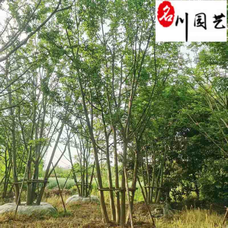 丛生朴树工程绿化苗木15-25公分朴树价格表量大价优