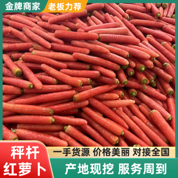 实力推荐秤杆红萝卜大棒萝卜水洗红萝卜产地直发长期供货