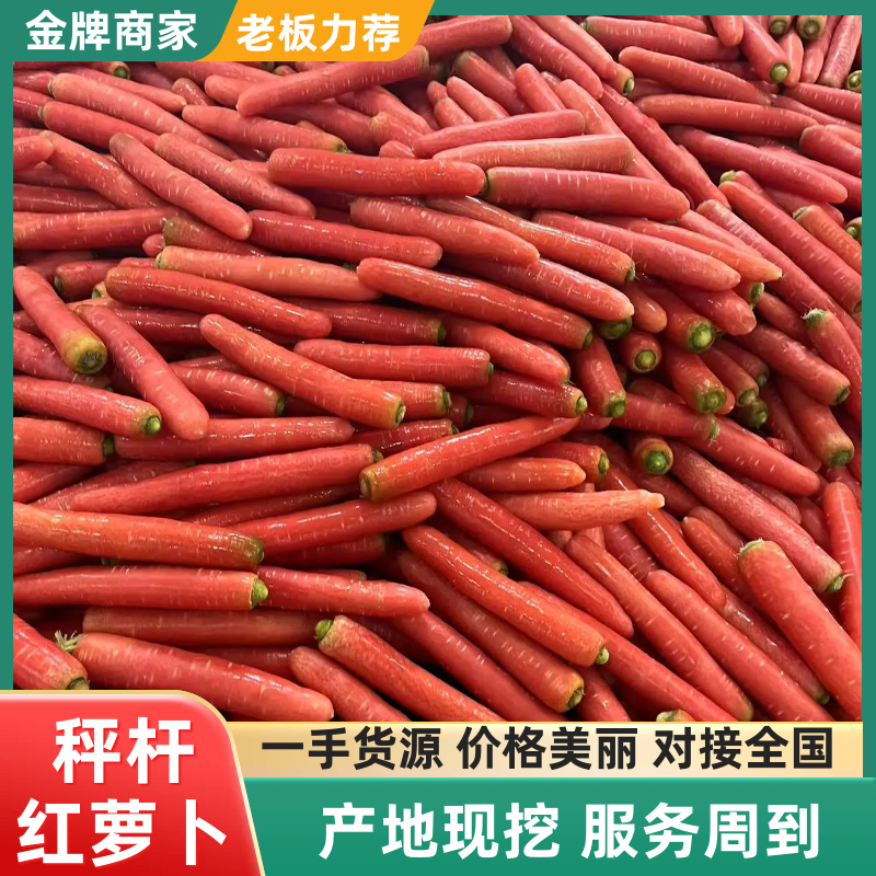 精品秤杆红萝卜产地直销量大质优价格优惠一手货源