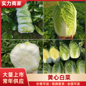 湖北黄心白菜矮棵品质保证，456斤量大价优惠