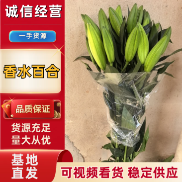 香水百合花，云南鲜花基地直发，一手货源供应，质量保证。