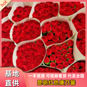 康乃馨云南基地直发品质稳定全年供应价格优惠欢迎来电…