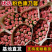 康乃馨云南基地直发品质稳定全年供应价格优惠欢迎来电…