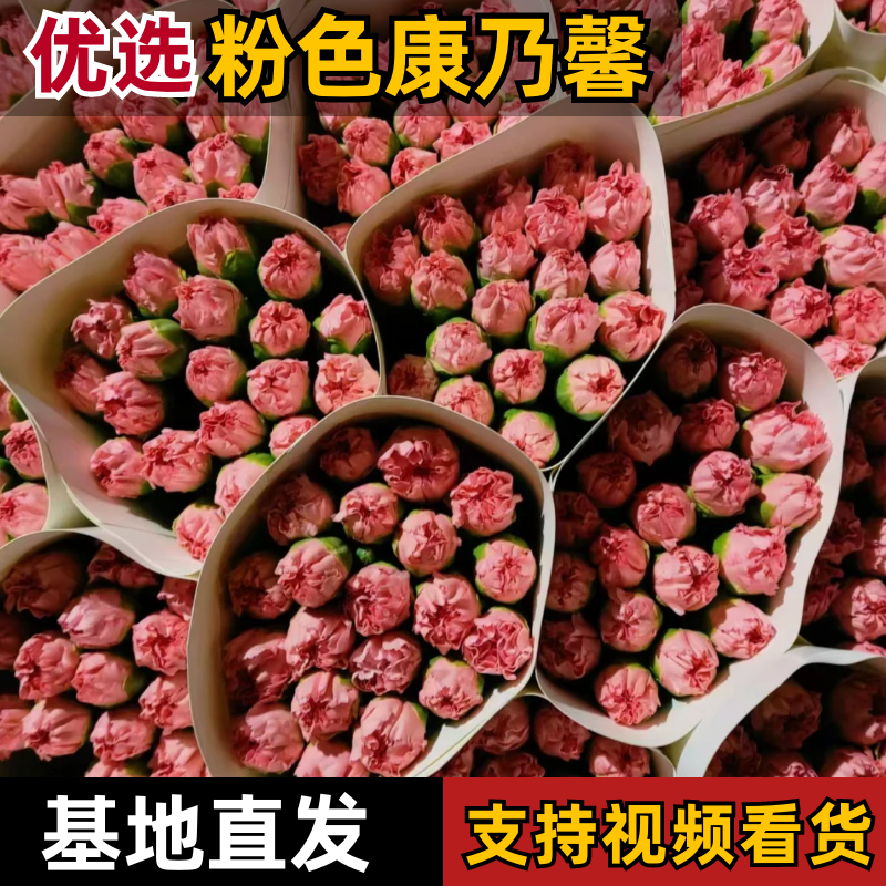 康乃馨云南基地直发品质稳定全年供应价格优惠欢迎来电…