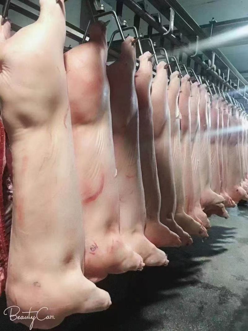 猪肉白条猪基地直销量大质优价格优惠一手货源欢迎采购