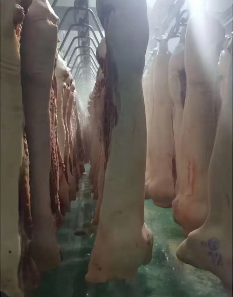 猪肉白条猪基地直销量大质优价格优惠一手货源欢迎采购