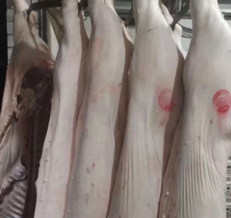 猪肉白条猪基地直销量大质优价格优惠一手货源欢迎采购