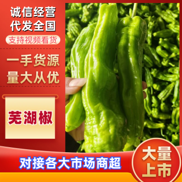 辣椒山东芜湖椒产地现货（热卖推荐）规格齐全，对接电商市场