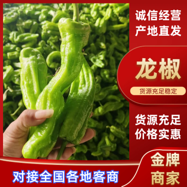 辣椒山东龙椒产地现货，规格齐全，现摘现发品质保障代发全国