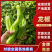 辣椒山东龙椒产地现货，规格齐全，现摘现发品质保障代发全国