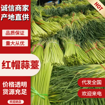 山东蒜薹红帽蒜薹量大价优，现摘现发，规格齐全对接电商市场