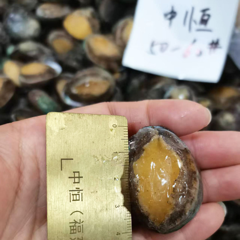 鲍鱼新鲜50-60头速冻佛跳墙炖盅食材酒店餐饮海鲜批发