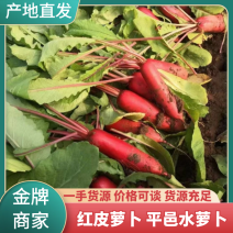 红皮萝卜山东水萝卜现挖现发货对接电商市场商超欢迎定购可代