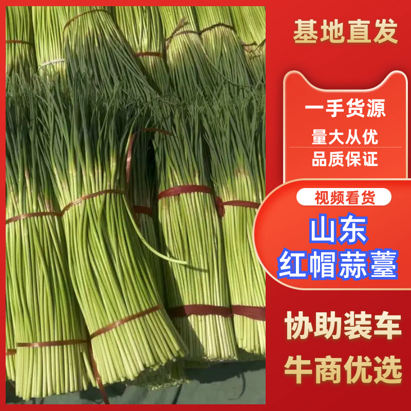 山东红帽蒜薹平邑产地万亩产区现摘现发对接市场电商商场订货