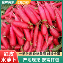 红皮萝卜山东红皮水萝卜大量现货，可代发对接市场电商可视频