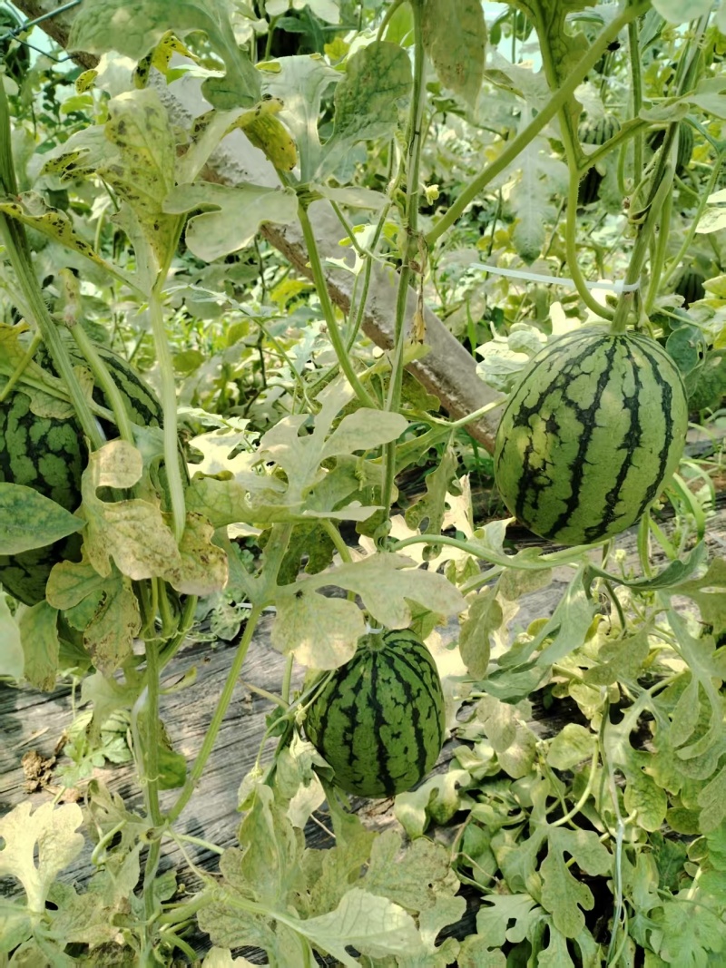 保定清苑全美2K小吊瓜20天后供货口感甜脆，欢迎选购
