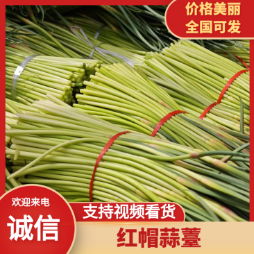 山东蒜薹红帽蒜薹产地现货，规格齐全，可视频看货代发全国