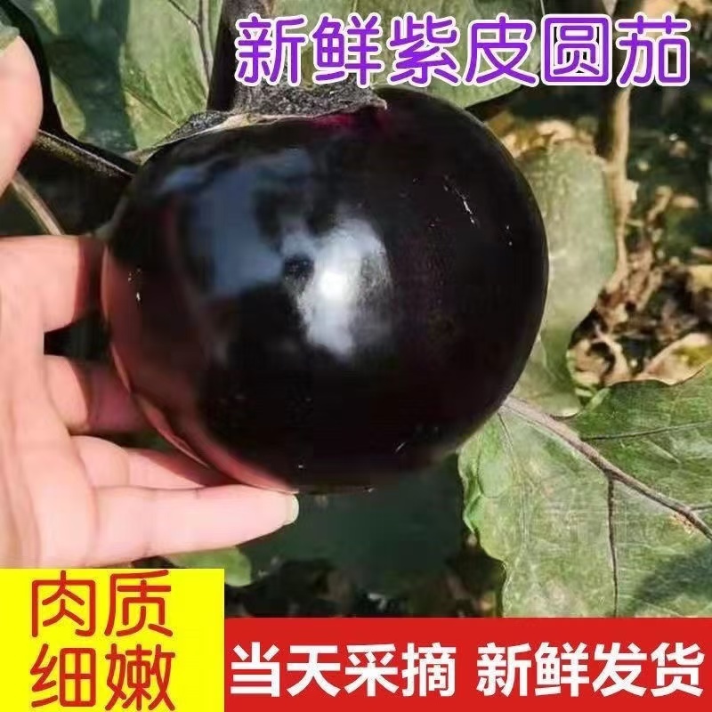 【热卖中】河北紫光圆茄大量上市产地一手货源量大从优