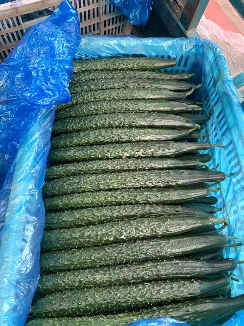 密刺黄瓜山东黄瓜产地现货，现摘现发，规格齐全可视频看货