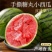 保定清苑全美2K小吊瓜20天后供货口感甜脆，欢迎选购