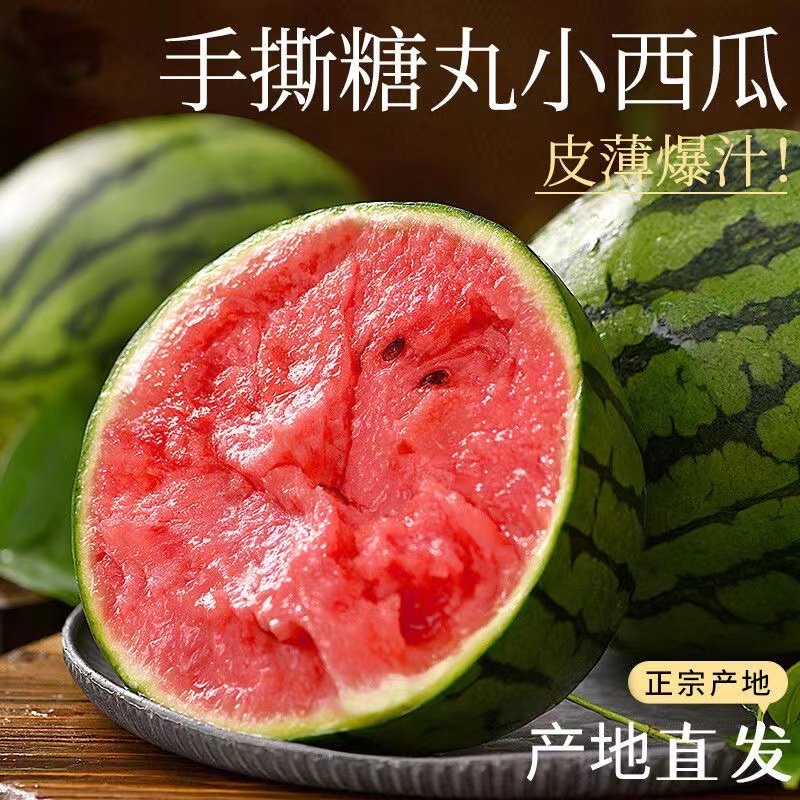 保定清苑全美2K小吊瓜20天后供货口感甜脆，欢迎选购