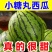 保定清苑全美2K小吊瓜20天后供货口感甜脆，欢迎选购