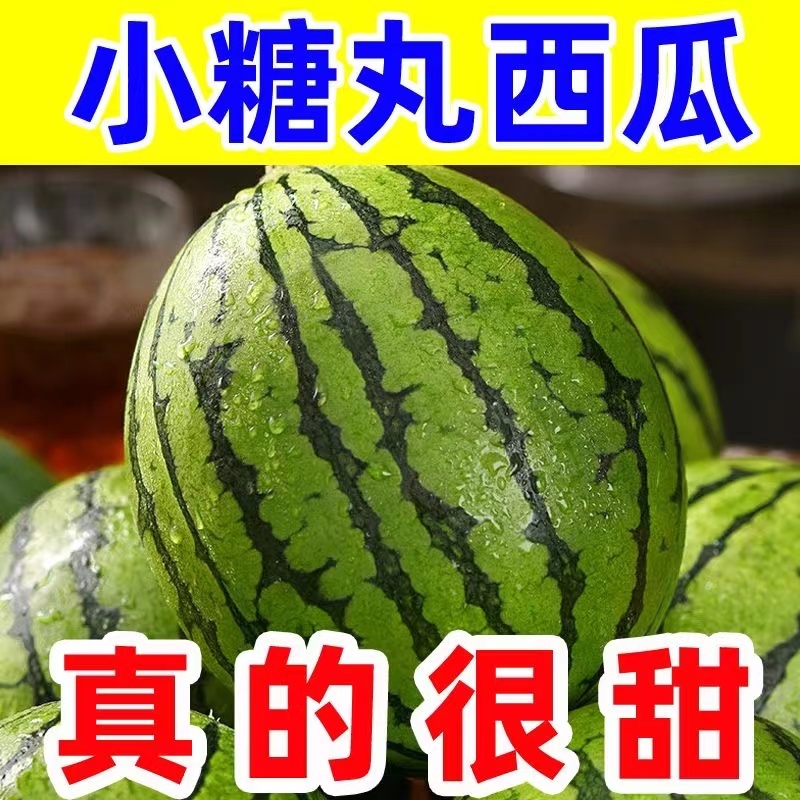 保定清苑全美2K小吊瓜20天后供货口感甜脆，欢迎选购