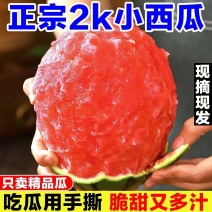 保定清苑全美2K小吊瓜20天后供货口感甜脆，欢迎选购