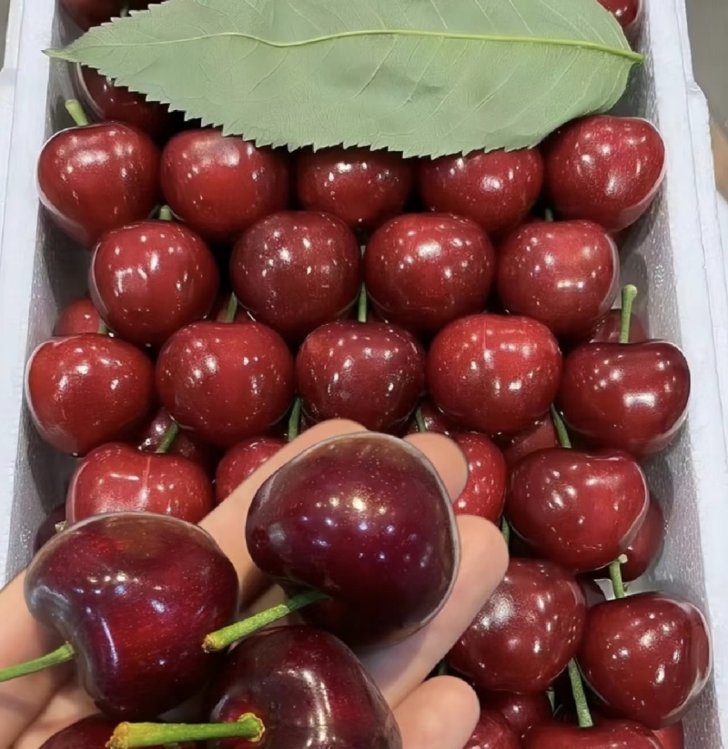 美早樱桃产区直发专业对接团购抖音快手拼多多一件代发