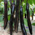 黑娇子长茄种子寿光早熟高产春秋四季茄子种植基地品种