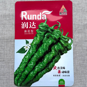 润达麻花型螺丝椒种子无皮无渣麻面顺直度好口味香辣
