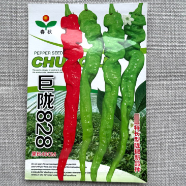 巨陇828螺丝椒种子，陇椒种子，皮薄香辣，坐果强，采收长