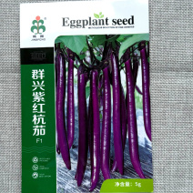 群兴紫红杭茄种子耐寒抗病果皮紫红果实细长条