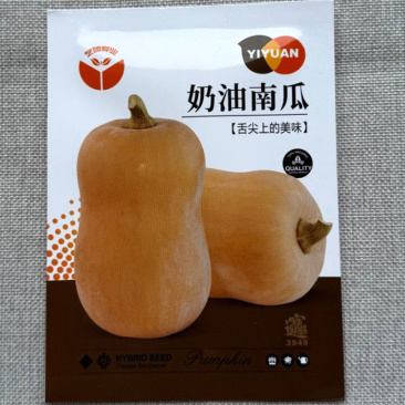 奶油南瓜种子早熟南瓜果实肉质细密甘甜可食用率高