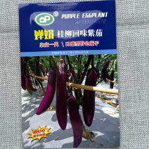 婵娟桂柳回味紫茄种子皮薄肉嫩表皮紫色有光泽肉白色