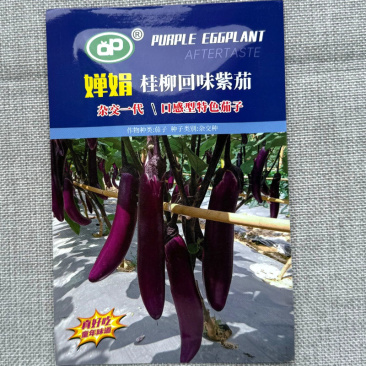 婵娟桂柳回味紫茄种子皮薄肉嫩表皮紫色有光泽肉白色