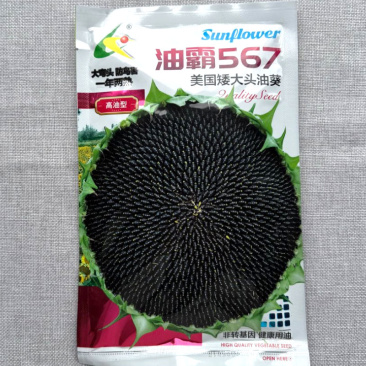 油霸567美国矮大头油葵种子大弯头防鸟害一年两熟