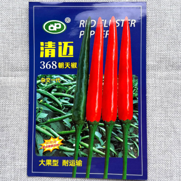 清迈368朝天椒种子单生大果型朝天椒椒型顺直