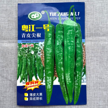粤江一号青皮尖椒种子薄皮大果皮色翠绿果面微皱