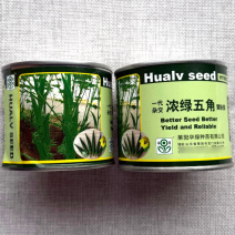 浓绿五角黄秋葵种子荚角浓绿细长五棱型结荚早脆嫩