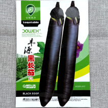 丰源黑长茄种子条直黑亮口感棉软抗病耐低温