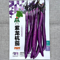 紫龙杭茄种子杂交杭茄新系果面光滑皮薄口感软糯味微甜