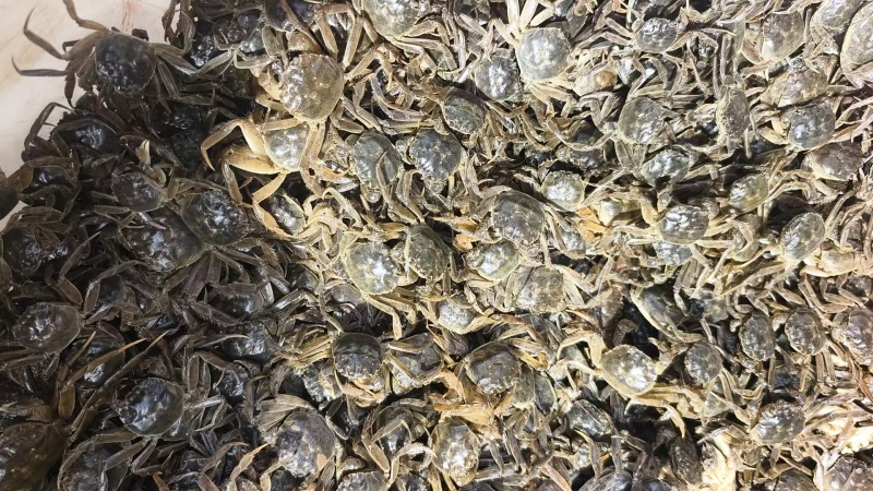 盘锦蟹苗辽蟹苗成活率高稻田蟹苗河蟹苗品种齐全