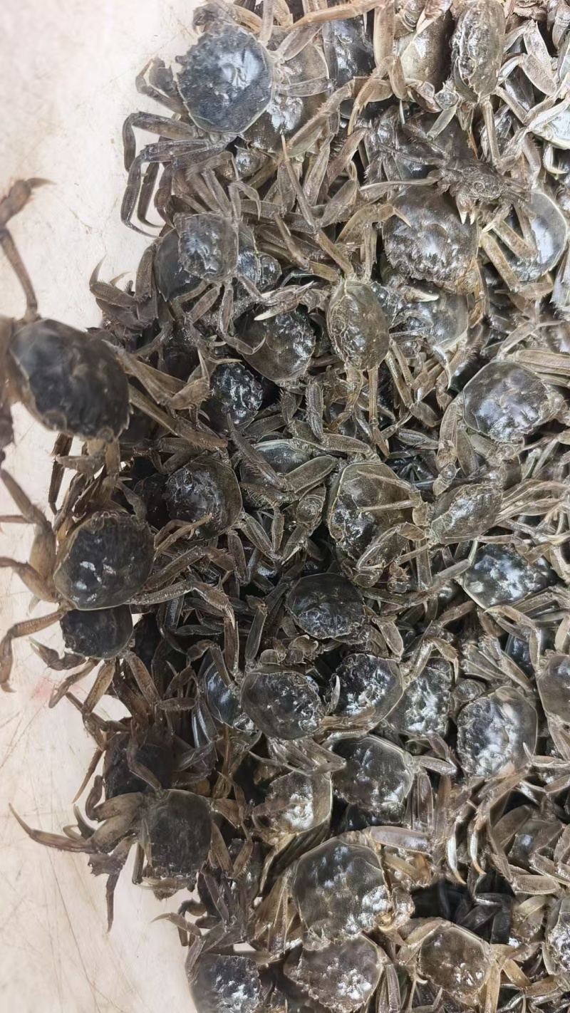 盘锦蟹苗辽蟹苗成活率高稻田蟹苗河蟹苗品种齐全